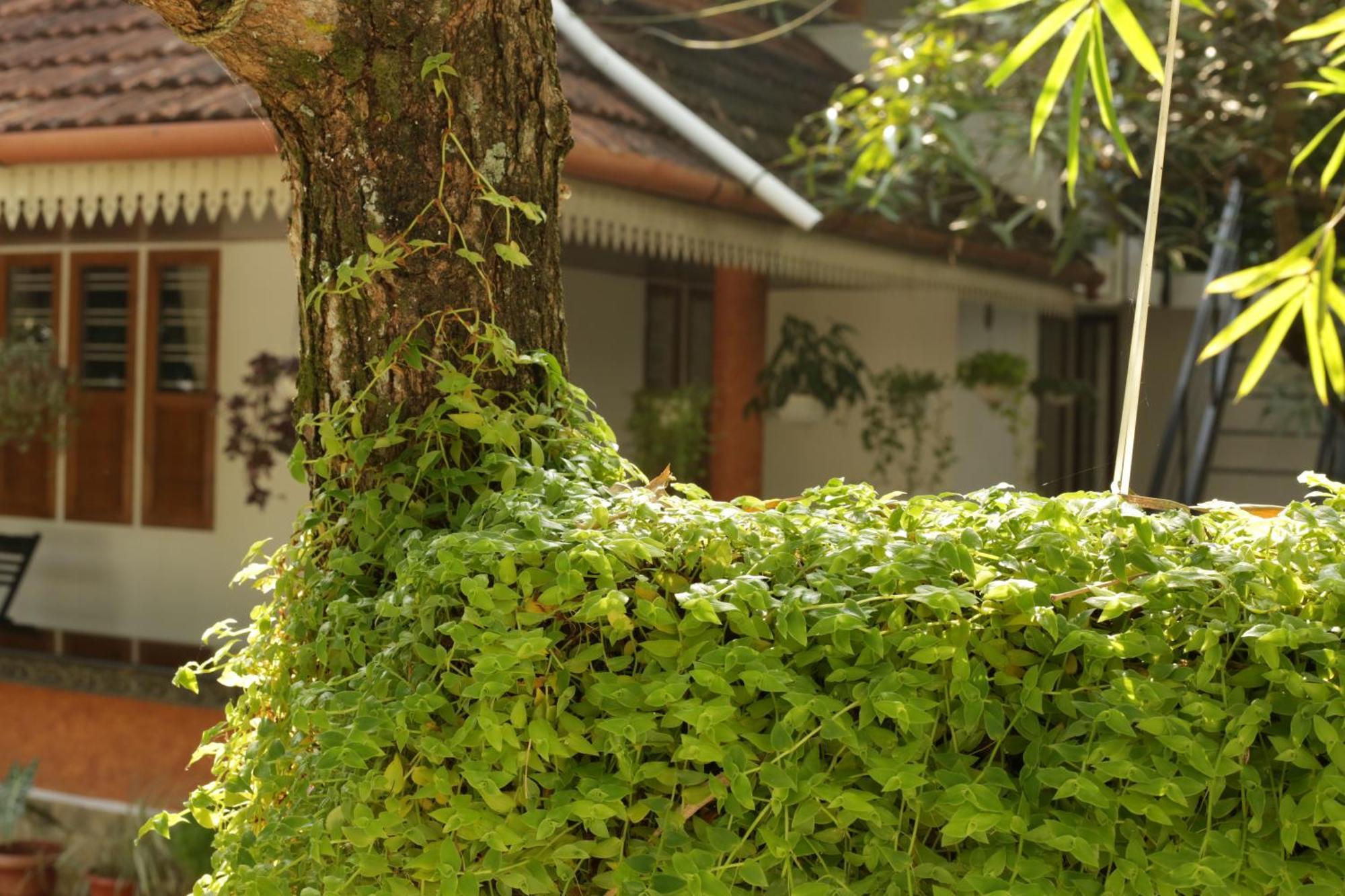 Mi Casa Tu Casa Homestay Коччи Экстерьер фото